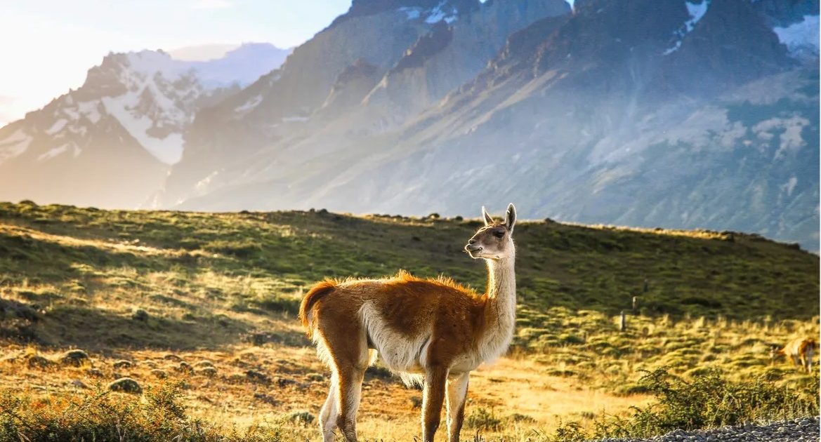 guanacos