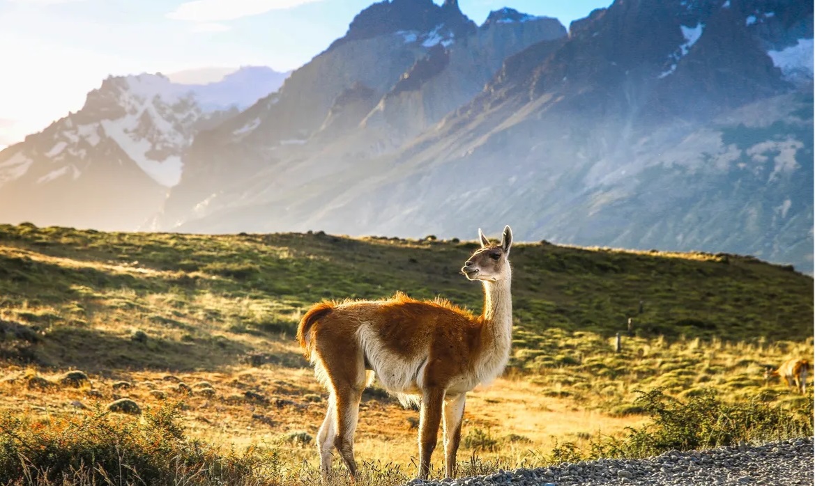 guanacos